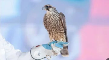 مواعيد التسجيل في كأس النادي ومهرجان الملك عبدالعزيز للصقور 2025 والآثار التنظيمية على المشاركين